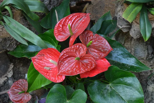 Orchidarium de Estepona (32939963143)