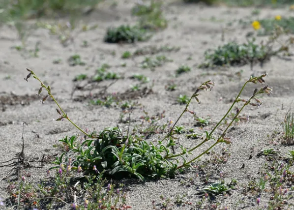 Silene nicaeensis kz02