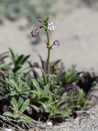 Silene nicaeensis kz01