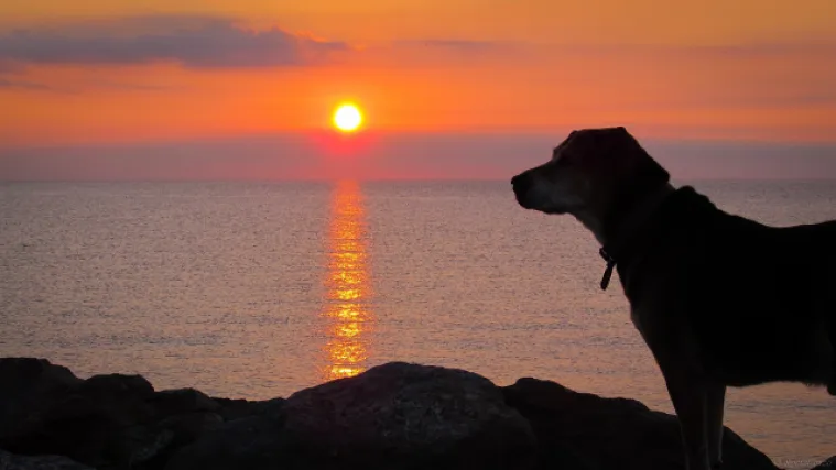 Dog sunrise