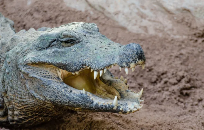 Bioparc Fuengirola