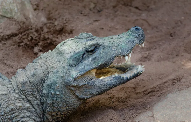 Stumpfkrokodil Bioparc Fuengirola 02 2014