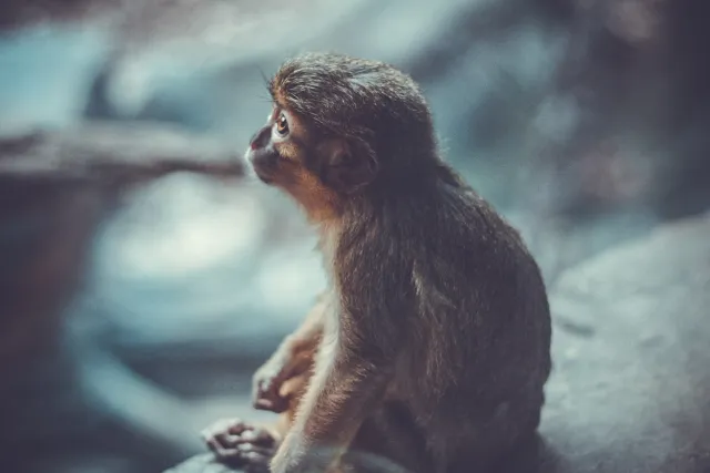 A monkey looking up (Unsplash)