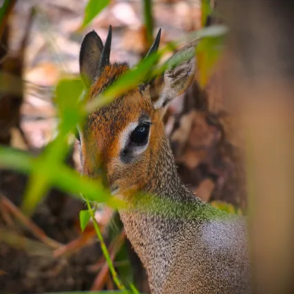 Dik-dik de Kirk Selwo Aventura
