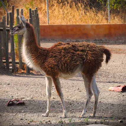 Guanaco Selwo Aventura