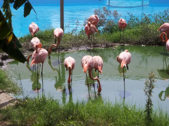 Flamencos en Selwo Marina