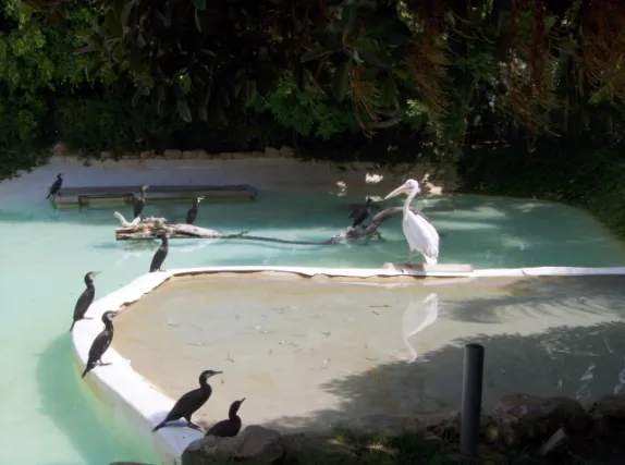 Pajaros en Selwo Marina