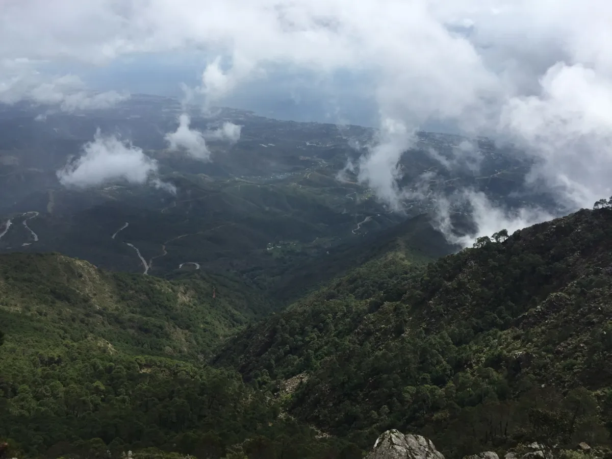 Los Reales de Sierra Bermeja Foggy