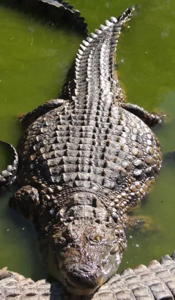 Torremolinos - Crocodile Park3